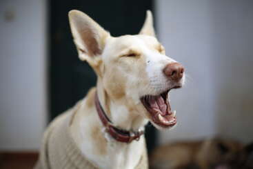 A imagem mostra um cachorro com a boca aberta, parecendo bocejar ou latir, usando uma coleira marrom, em um fundo desfocado.