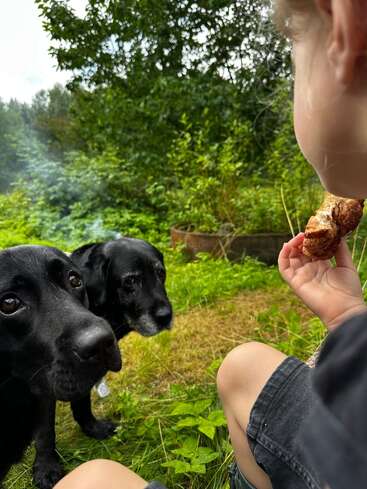 Ein Kind sitzt mit seinem Essen in der Hand im Freien, während zwei schwarze Hunde eifrig zusehen und auf einen Bissen hoffen. Üppiges Grün und Bäume füllen die friedliche Hintergrundszene.