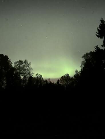 Ein ruhiger Nachthimmel wird von einem sanften grünen Polarlicht über den dunklen Silhouetten hoher Bäume und schwach funkelnden Sternen erhellt und schafft eine ruhige Atmosphäre.