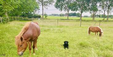 Eine friedliche Landschaftsszene zeigt zwei braune Ponys, die auf einer saftig grünen Wiese grasen, und einen schwarzen Hund, der zwischen ihnen sitzt. Sie sind von Bäumen und Ackerland umgeben.