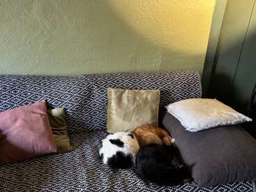 Un canapé confortable recouvert d'un tissu à motifs, plusieurs coussins aux teintes douces, et deux chats lovés l'un contre l'autre — l'un noir et blanc, l'autre orange — qui dorment paisiblement ensemble sur le canapé.