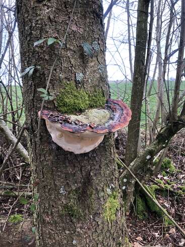 Un grand champignon en forme de console pousse sur le tronc d'un arbre dans une zone boisée. La mousse et les lichens recouvrent l'écorce. On aperçoit au loin des branches dénudées et un champ verdoyant.