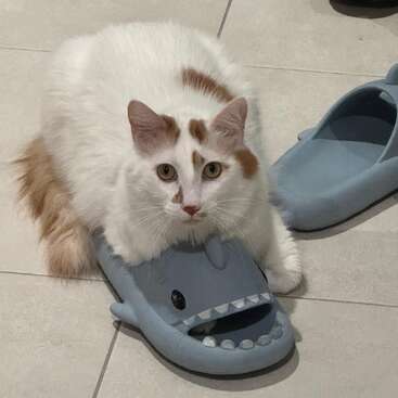 L'image représente un chat blanc avec des taches brunes, assis sur un sol gris, posant ses pattes avant sur une pantoufle bleue en forme de requin.