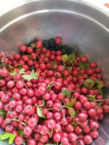 Un bol en métal rempli de petites baies rouges rondes, de feuilles vertes et de quelques mûres dans un coin, créant ainsi un mélange coloré et frais.