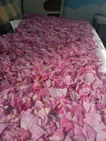 Des pétales de roses roses sont généreusement dispersés sur un lit, créant une atmosphère douce, romantique et enchanteresse. La pièce semble confortable et accueillante, parfaite pour se détendre.