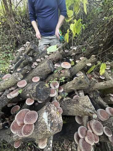 A person stands by a pile of logs covered with clusters of brown mushrooms, surrounded by leafy green foliage in a forested, natural outdoor setting.