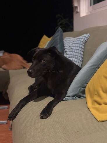 A black dog relaxes on a light green couch, surrounded by soft blue and yellow pillows. Another brown dog is partially visible in the background. Cozy evening atmosphere.