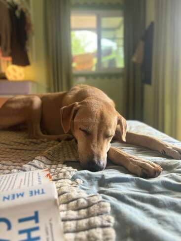 A brown dog is peacefully sleeping on a cozy bed next to a book. Soft daylight streams through a window in the calm, inviting room.