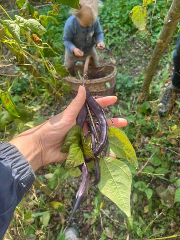 Una mano sostiene unas judías moradas recién cosechadas con sus hojas en un jardín. Al fondo, un niño pequeño va recogiendo más judías y las va metiendo en una cesta de mimbre.