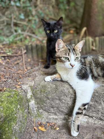 Un chat blanc et tabby se prélasse sur un rebord de pierre tandis qu'un chat noir est assis derrière lui, tous deux alertes dans un cadre naturel et forestier en plein air.