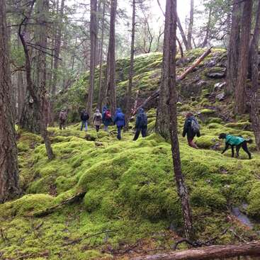 A group of people and a dog hike through a lush, green, moss-covered forest. Tall trees surround them, creating a peaceful, natural, and serene atmosphere.