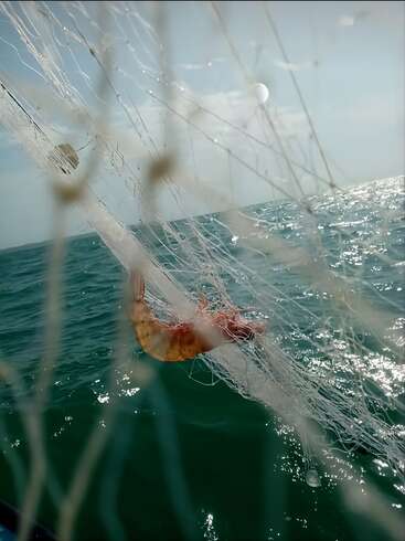 Un camarón atrapado en una red de pesca en el océano, con la luz del sol reflejándose en el agua y el cielo de fondo, creando una escena serena y tranquila.