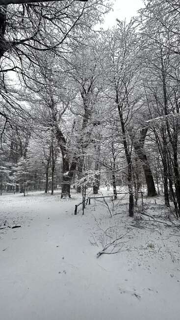 Una apacible escena de bosque invernal, con árboles espolvoreados de nieve fresca. Las ramas desnudas y el suelo están cubiertos de blanco, creando una atmósfera serena, tranquila y mágica.