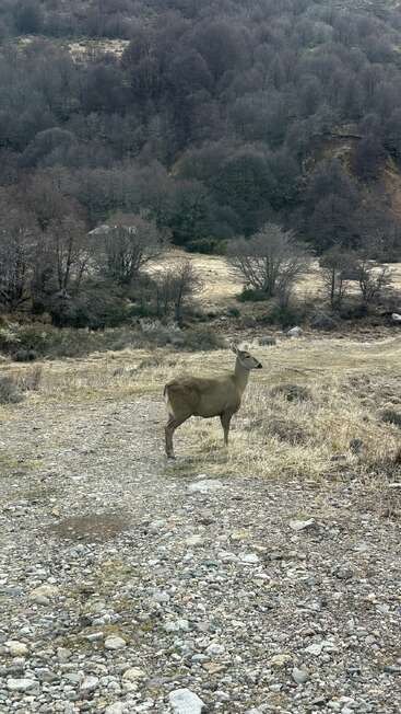 Un ciervo solitario se encuentra en un camino rocoso y cubierto de hierba. Detrás de él, árboles sin hojas y un denso bosque se extienden por una ladera, creando una escena tranquila y natural.
