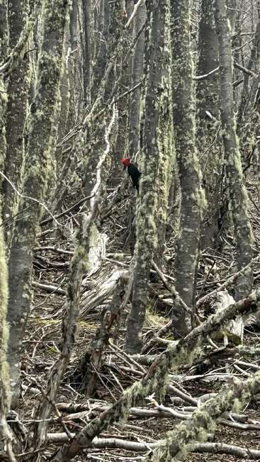 Bosque musgoso con ramas caídas y árboles altos. En el centro, un pájaro carpintero negro con una llamativa cabeza roja se aferra al tronco, mimetizándose con naturalidad.