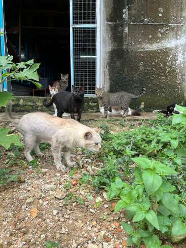 Un groupe de six chats s'est rassemblé près d'une porte ; certains observent les environs tandis qu'un autre renifle le sol. Des plantes vertes et de la terre meuble recouvrent le premier plan.