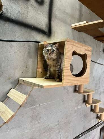 Un chat tigré gris au pelage duveteux est assis dans une maisonnette en bois fixée au mur, entourée d'échelles et de plates-formes, créant ainsi un environnement ludique.