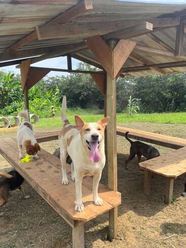 Several dogs are playing under a wooden shelter outside. One dog stands on a bench, happily panting with its tongue out, while others explore nearby.