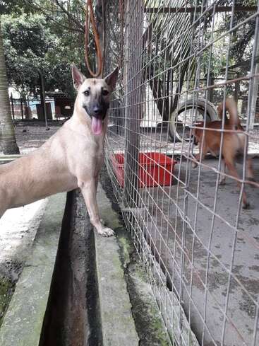 L'image représente un chien bronzé devant une clôture métallique, un autre chien étant visible derrière la clôture, sur un fond de béton avec des arbres au loin.