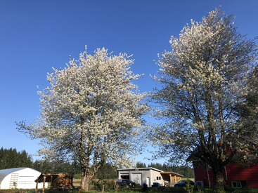 Dos árboles altos con flores blancas están uno junto al otro bajo un cielo azul despejado. Al fondo, hay edificios y campos verdes cubiertos de hierba.