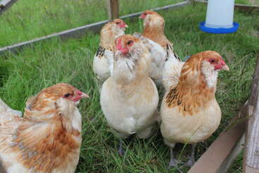 Seis pollos de color marrón claro con plumas esponjosas en el cuello están de pie sobre hierba verde dentro de una zona vallada. Al fondo se ve un recipiente de agua blanca.