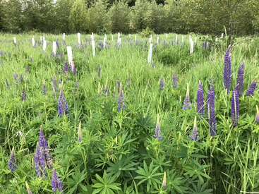 Un frondoso campo verde con hierba alta, numerosos altramuces púrpuras en flor y arbolitos blancos esparcidos, bordeado por densos árboles al fondo.