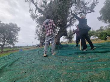 Three people are harvesting olives from an olive tree using sticks. A green net spread on the ground collects fallen olives. The sky is overcast.