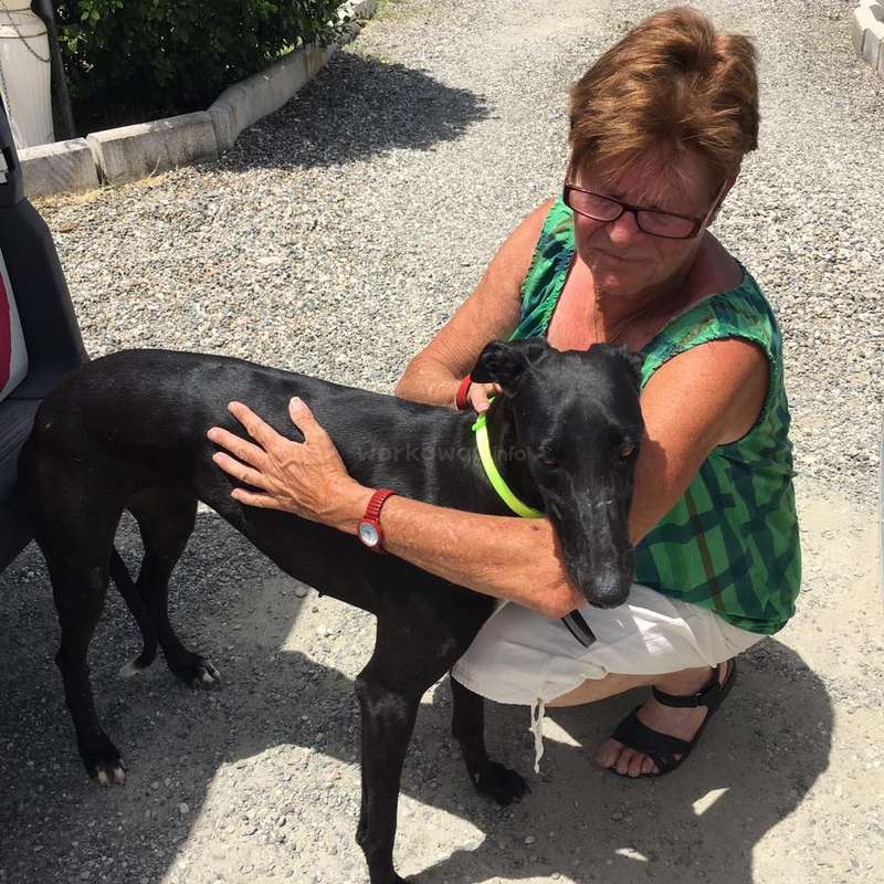 the little dog rescue