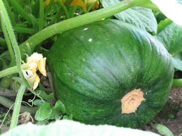 A large green pumpkin is growing on the ground among green leaves and vines. There is a yellow flower blooming nearby, indicating healthy plant growth.