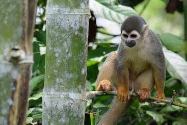 A small squirrel monkey sits on a bamboo branch in a lush, green jungle. Its fur is gray and yellow, with a distinct white face.