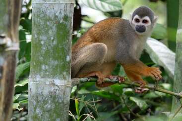 A small squirrel monkey perches on a bamboo branch in a lush green jungle. It gazes to the side, surrounded by dense foliage and trees.