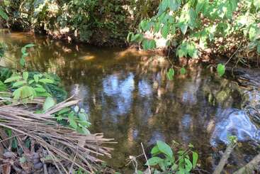 A serene, clear stream flows through dense green foliage and overhanging leaves. Sunlight reflects gently on the water, while dry palm fronds rest nearby. Calm atmosphere.