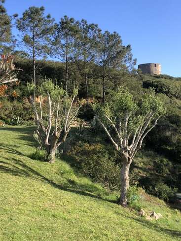 Une colline herbeuse avec des arbres taillés au premier plan, des pins plus grands derrière, et une tour circulaire en pierre au loin sous un ciel bleu clair.