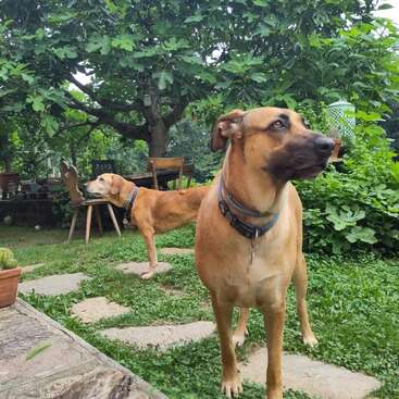 Das Bild zeigt zwei braune Hunde, die auf einem Steinweg in einem üppigen Garten stehen, umgeben von Bäumen und Stühlen, wobei ein Hund in die Kamera schaut und der andere wegschaut.