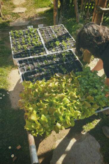 Jemand kümmert sich draußen im Sonnenlicht um Schalen mit jungen Gemüsesämlingen. Zu den Sämlingen gehören Salat und anderes Blattgemüse, das bereit ist, im Garten eingepflanzt zu werden.