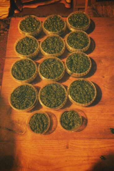 Fourteen round containers filled with green, chunky paste are arranged on a wooden table under warm light. The paste appears to be homemade pesto or herb mixture.