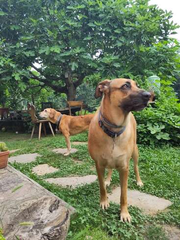 The image depicts two brown dogs standing on a stone pathway in a lush garden, surrounded by trees and chairs, with one dog facing the camera and the other looking away.