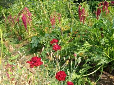 A lush garden filled with various green plants, bright red flowers, yellow blossoms, and clusters of tall magenta blooms, creating a vibrant, lively, and natural scene.