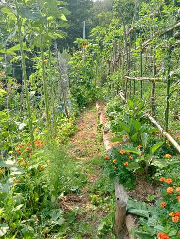 A lush garden path lined with vibrant green plants, marigold flowers, wooden stakes, and trellises, creating a peaceful, natural setting surrounded by thriving vegetation.