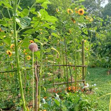 Hohe Sonnenblumen und üppig grüne Pflanzen füllen einen farbenfrohen Garten. Ein Holzspalier steht inmitten blühender Blumen und dichten Laubs und sonnt sich im hellen, natürlichen Sonnenlicht.