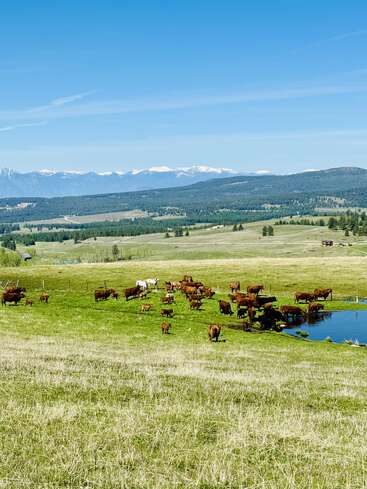 A herd of cattle grazes and drinks near a pond on a green pasture, with distant snow-capped mountains and forests under a clear blue sky.