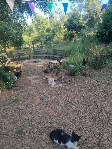Dieses Bild zeigt einen ruhigen Garten mit Holzbänken, die um eine Feuerstelle herum angeordnet sind, bunten Wimpeln, frei herumlaufenden Hühnern, üppigem Grün und einer schwarz-weißen Katze, die sich ausruht.