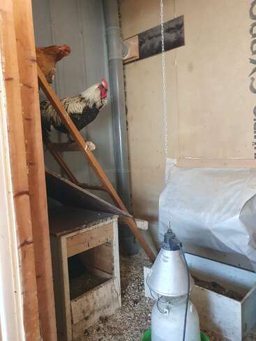El interior de un gallinero en el que se ven una gallina marrón y un gallo blanco y negro posados en una escalera de madera, con un nido debajo y un bebedero colgante a la vista.