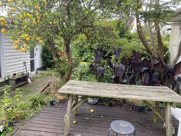 A rustic wooden table sits on a weathered deck beneath a lemon tree, surrounded by lush garden plants, fallen fruit, and a small metal stool.
