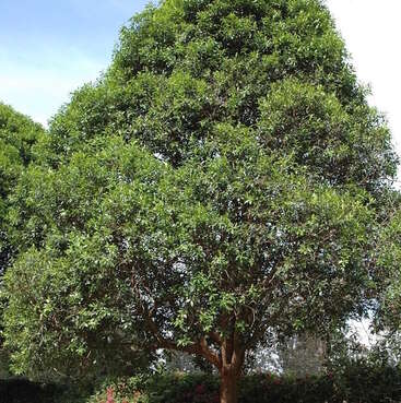 The image depicts a majestic tree with lush green leaves and a sturdy trunk, set against a serene blue sky with white clouds.