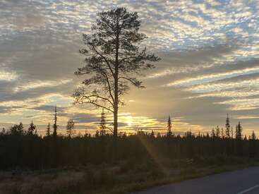 The image depicts a serene landscape featuring a tall tree standing alone in a field, with a road in the foreground and a cloudy sky at sunset.