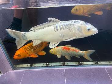 This image shows four colorful koi fish swimming in a clear aquarium. The fish are orange, white, and patterned, with human legs reflected behind the glass.