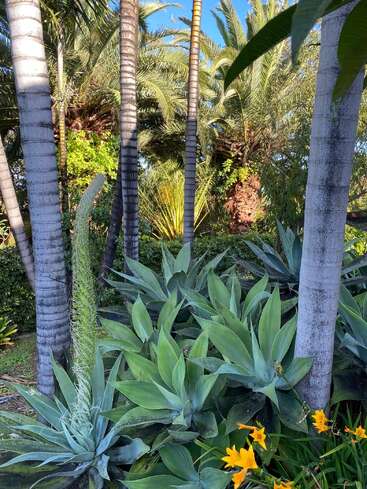 Tall palm trees, lush agave plants, and vibrant yellow flowers create a tropical garden scene with bright sunlight casting shadows and greenery filling the entire background.