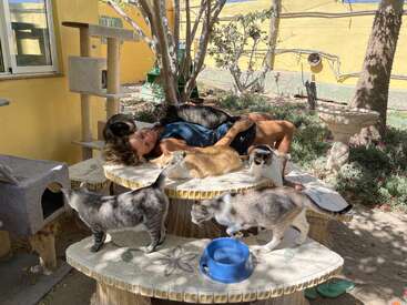 A woman relaxes on a stone table in a sunny garden, surrounded by several cats of various colors. Cat trees, shade, and greenery create tranquility.