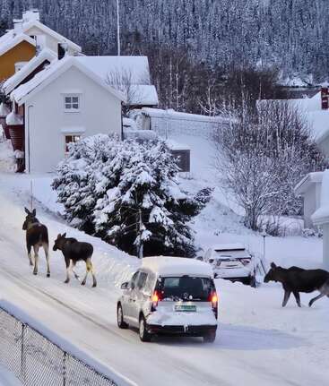Três alces caminham por uma rua residencial coberta de neve, passando por um carro e casas cobertas de neve, com uma encosta arborizada ao fundo. Cena de inverno.